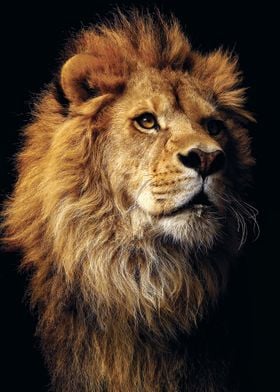 Lion head king
