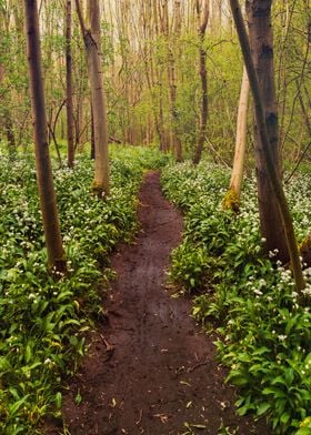 Blue Bells Woods