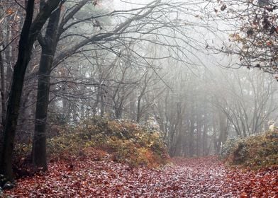 Late Autumn Forest