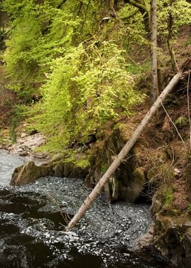 Scottish Forest