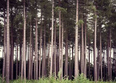 Late Autumn Forest