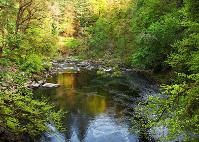 Scottish Forest