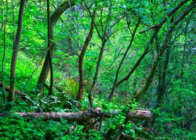 English Woodland