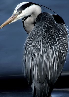 Heron Back