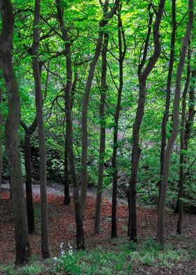 English Woodland