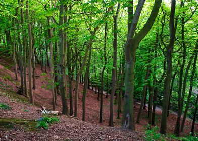 English Woodland