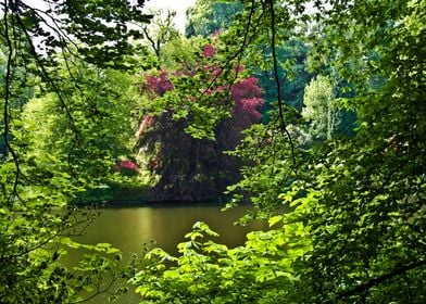 English Woodland