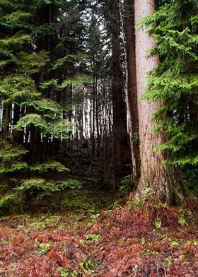 Pine trees