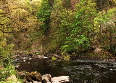 Scottish Forest