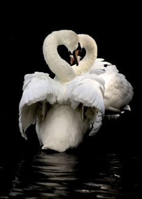 Love Swans