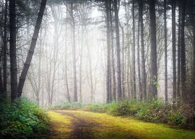 Late Autumn Forest