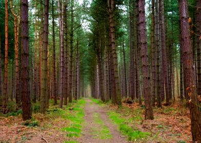 Woodland Landscape