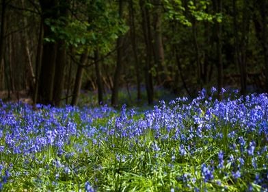 Blue Bells Woods