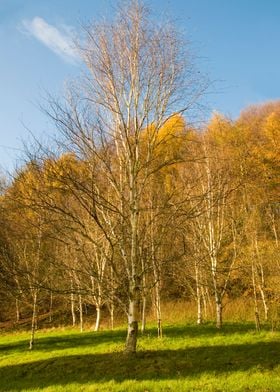 English Woodland