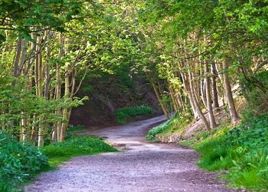 English Woodland