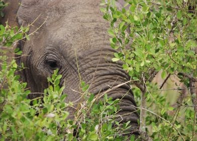 Peek A Boo Elephant