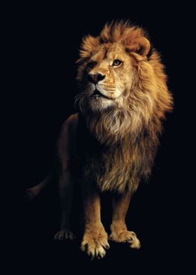 Lion photo