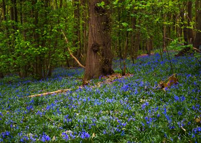 Blue Bells Woods