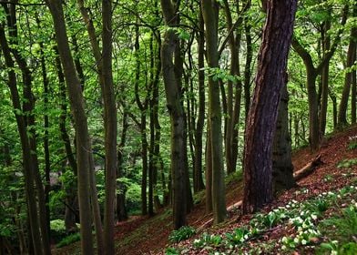 English Woodland