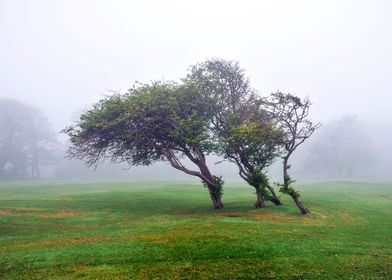 Foggy Landscape