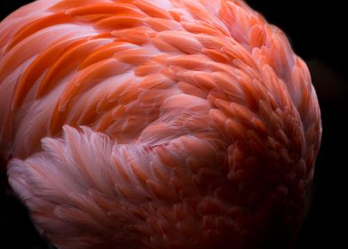 Flamingo plumage
