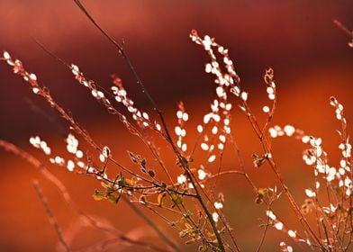 Autumn Botanical Sparkles