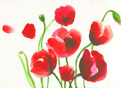 Poppies