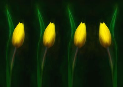 Yellow Tulips