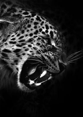 angry leopard head poster 