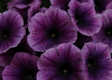 Purple Petunias On Black