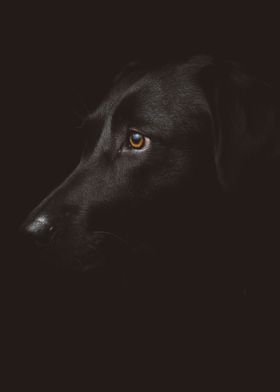 Labrador