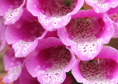 Lilac Foxgloves