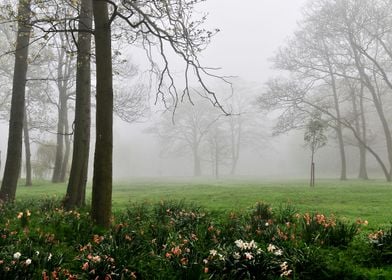 Foggy Landscape