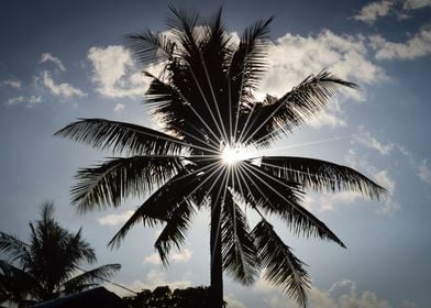 Sun Behind Coconut Palm