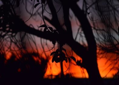 Sunset Trees Silhouette S1