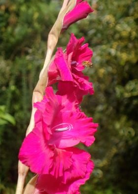 the gladiola pollinator