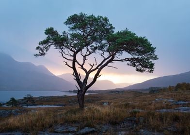 Solitary tree