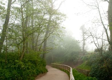 Foggy Landscape