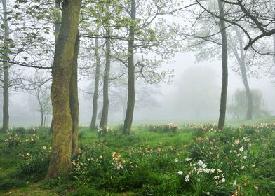 Foggy Landscape