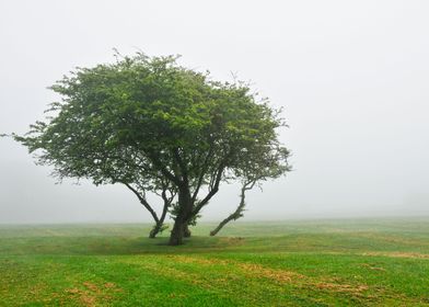 Foggy Landscape