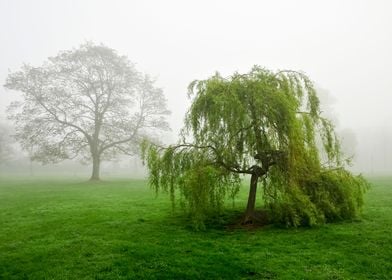 Foggy Landscape