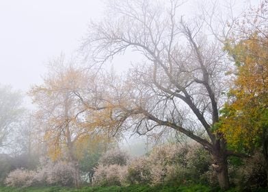 Foggy Landscape