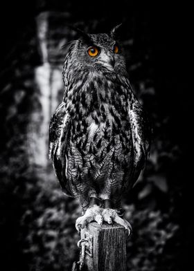 Monty the Owl