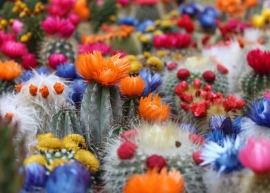 Pretty Floral Cactus Plant