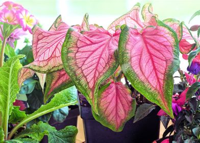 Tropical Pink Leaves