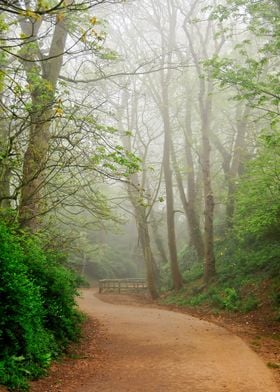 Foggy Landscape