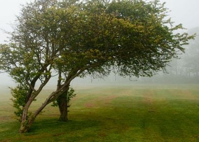 Foggy Landscape