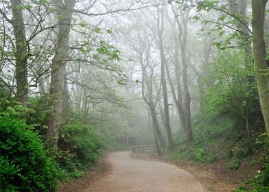 Foggy Landscape