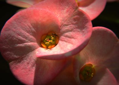 Spiral Flower Feeds Ant