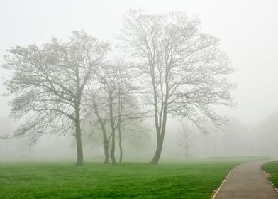 Foggy Landscape